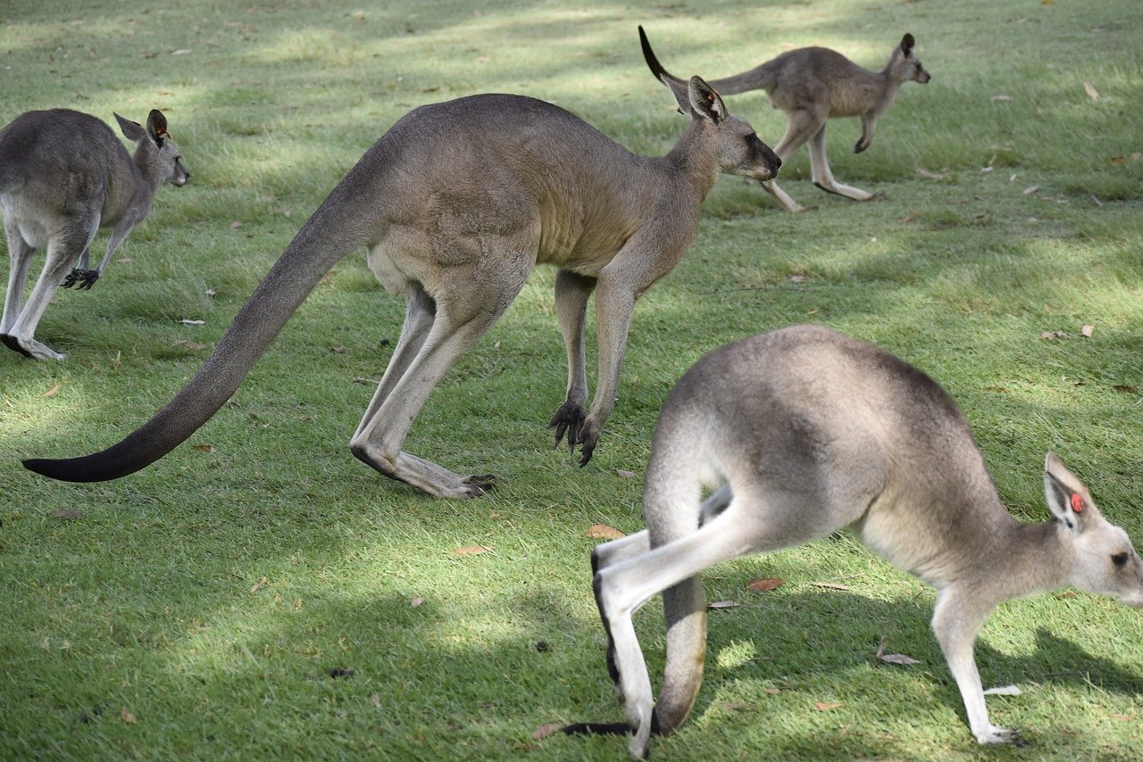 16.2-australia canguros