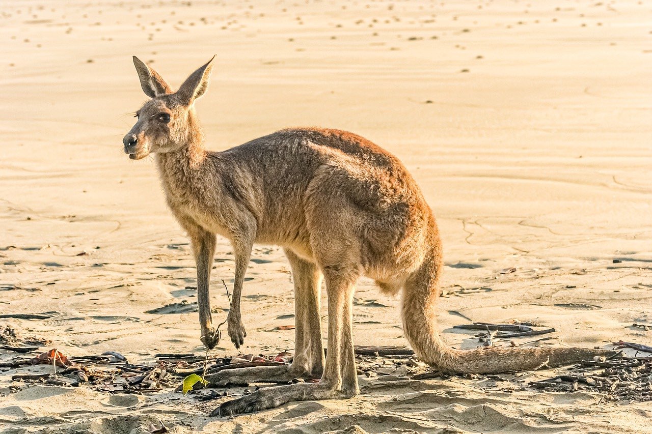 16.4-australia canguros