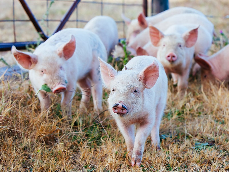 Cerdos en granja australiana