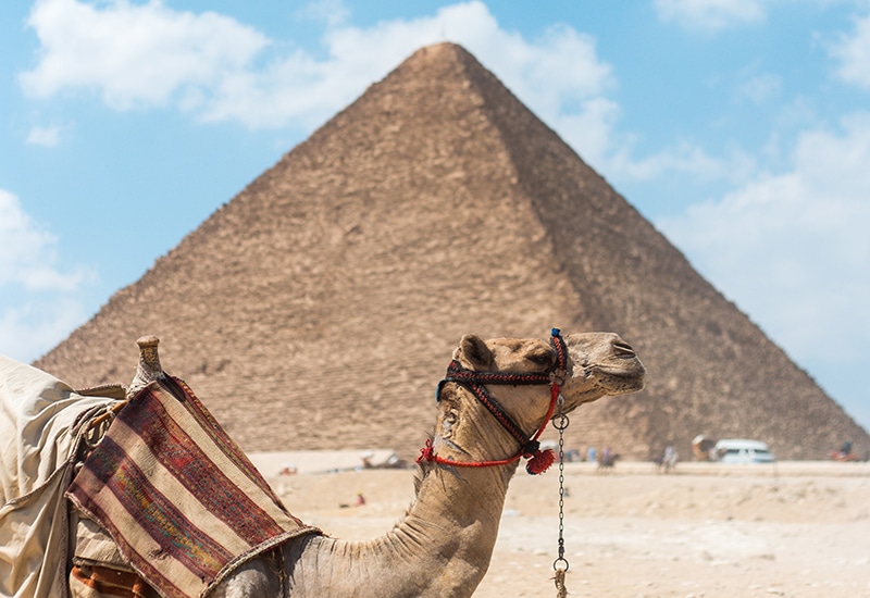 camello egipto