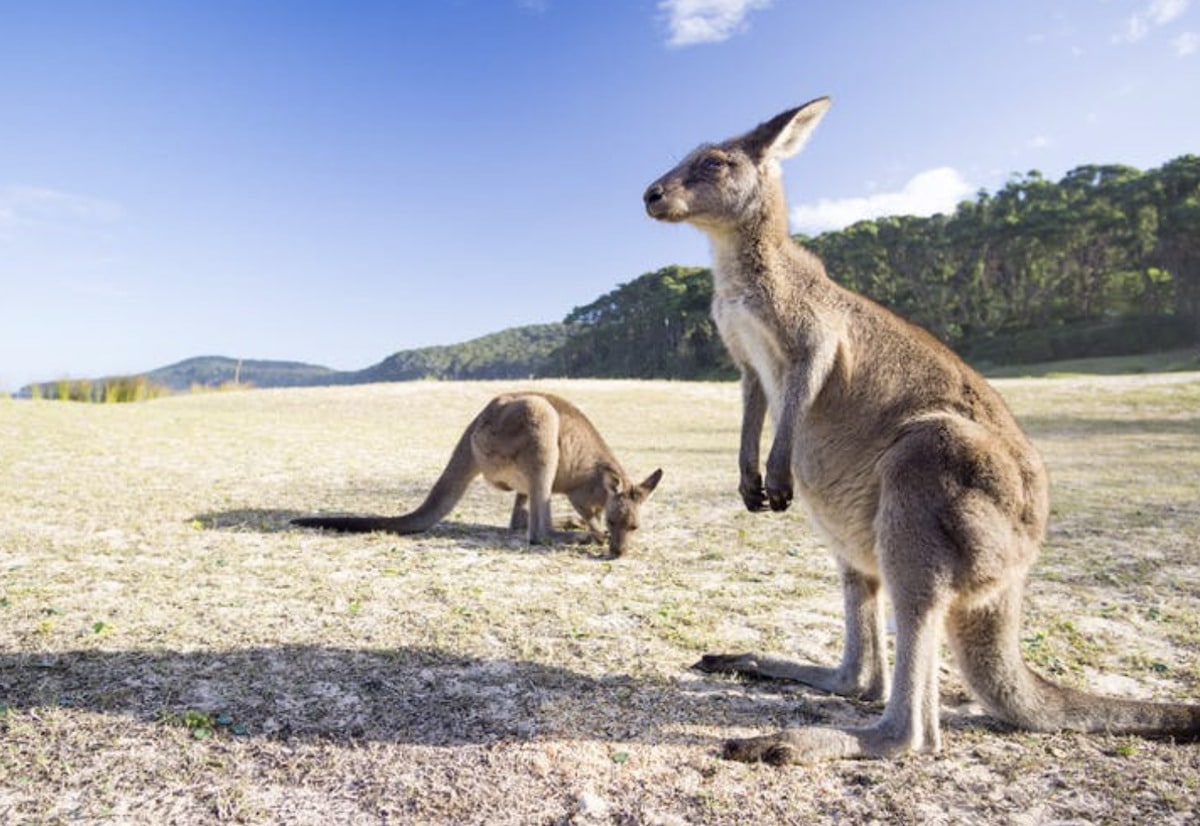 peebly beach kangaroos peebly beach kangaroos lugares australia
